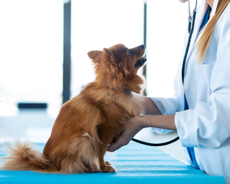 thrive veterinarian in airdrie