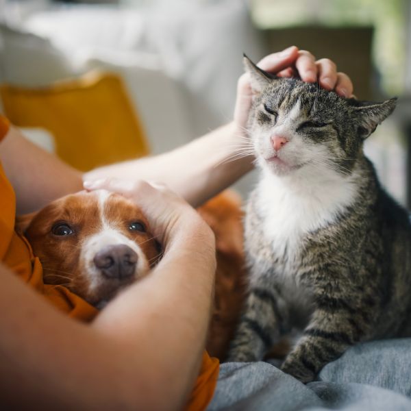 Thrive Vet Care Airdrie - Senior Pet Care