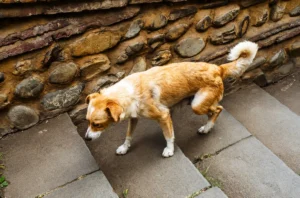 Why Is My Dog Limping?