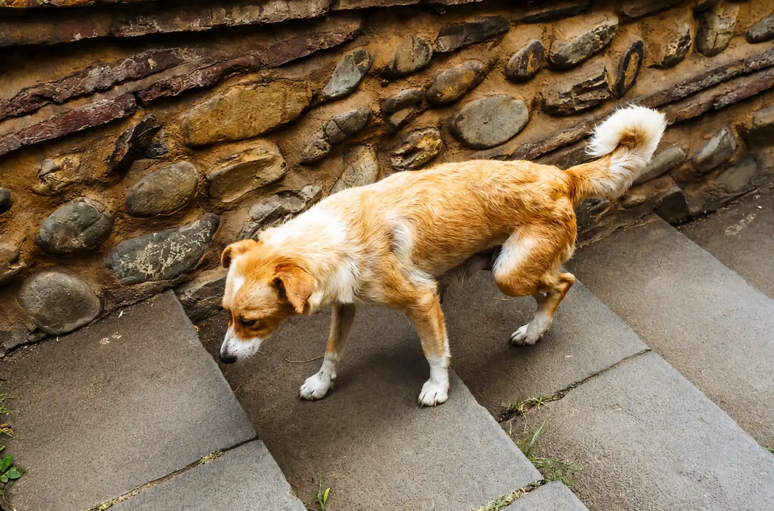 Why Is My Dog Limping?