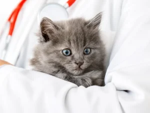 When Do Kittens Need Vaccinations?