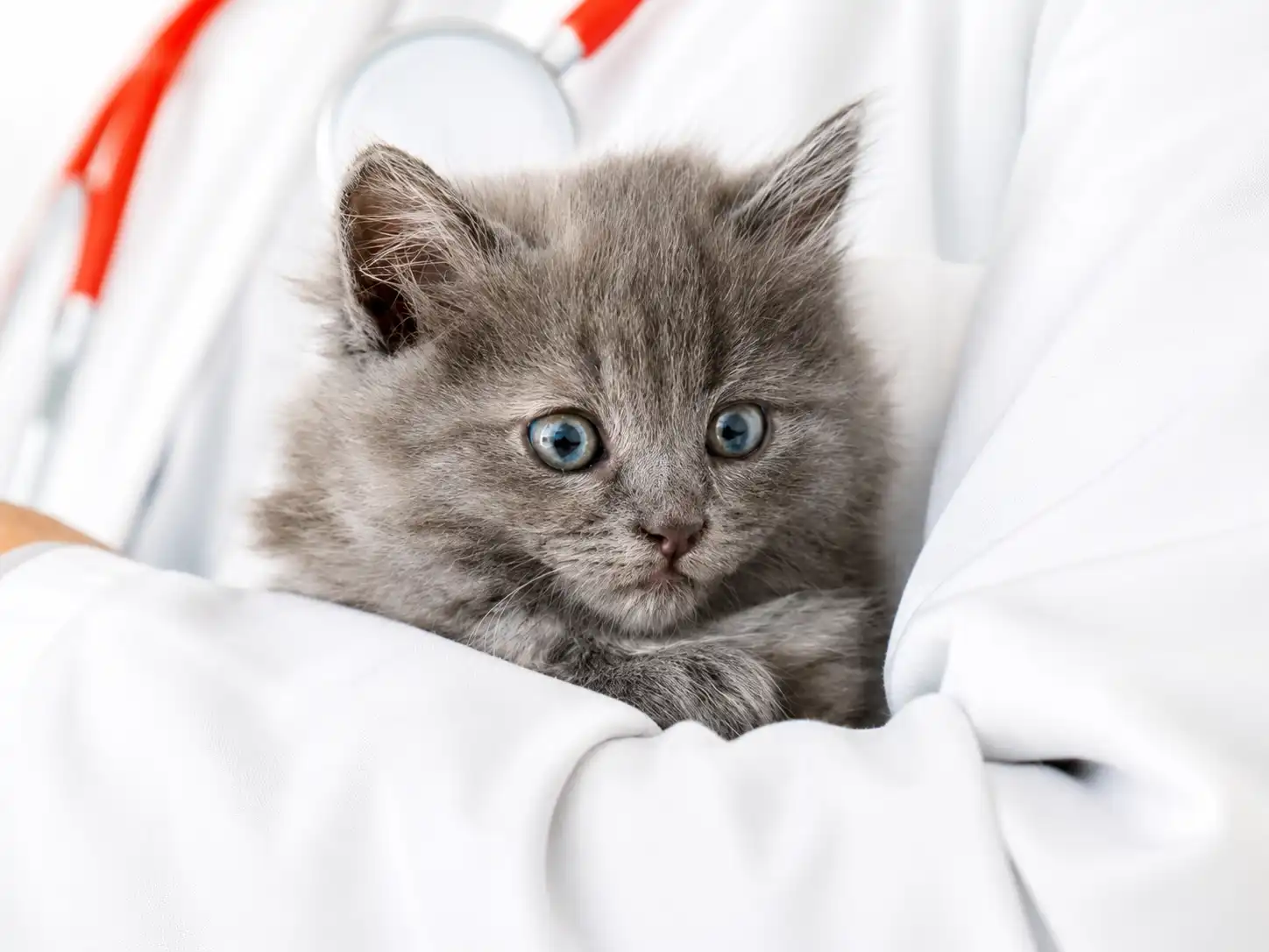 When Do Kittens Need Vaccinations?