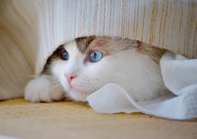 You Shouldn’t Have to Guess How Sick Your Pet Is