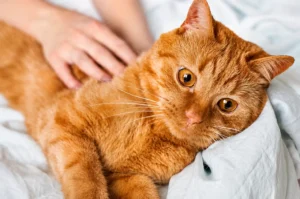 How Do I Know If My Cat Has a UTI?