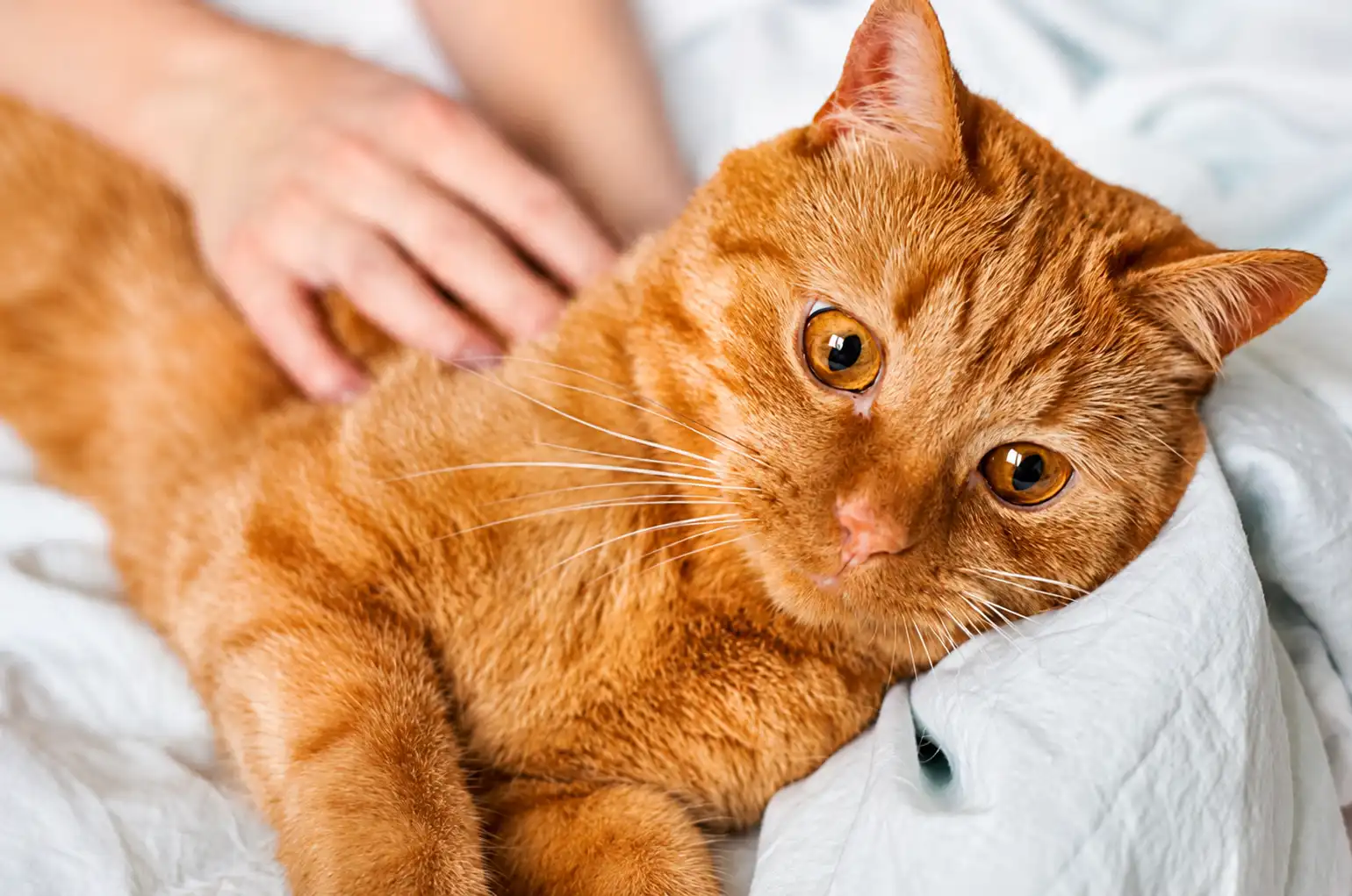 How Do I Know If My Cat Has a UTI?