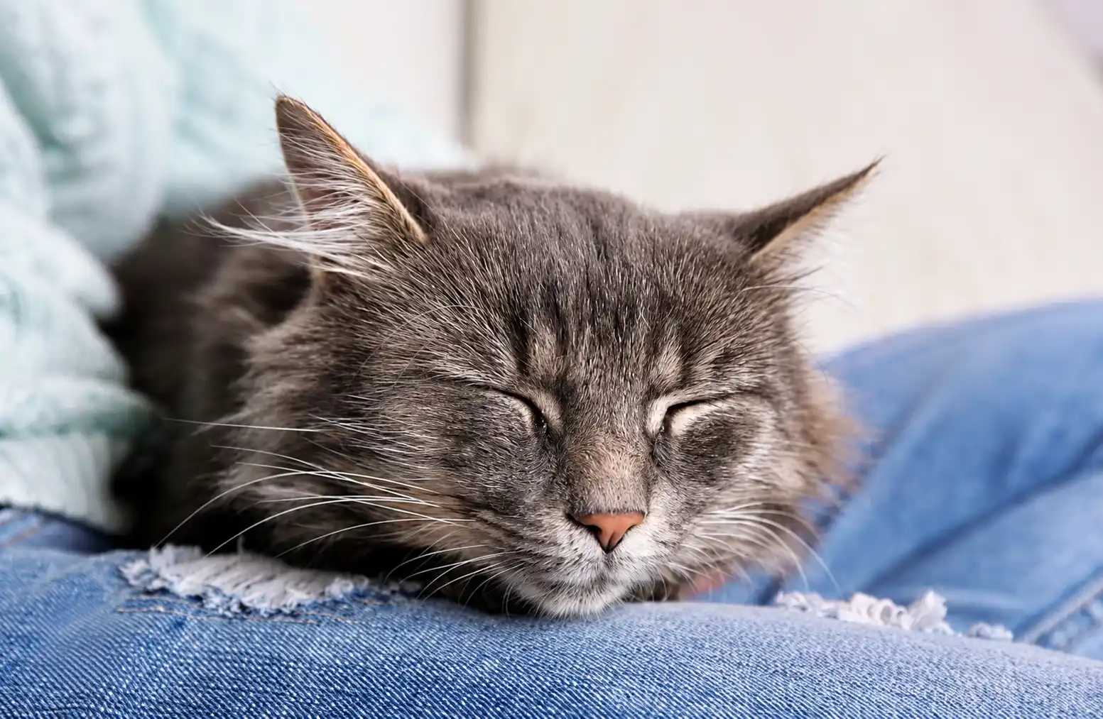 What Are the Symptoms of Cat Poisoning?