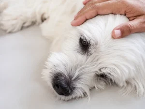 What to Do After a Dog Has a Seizure?
