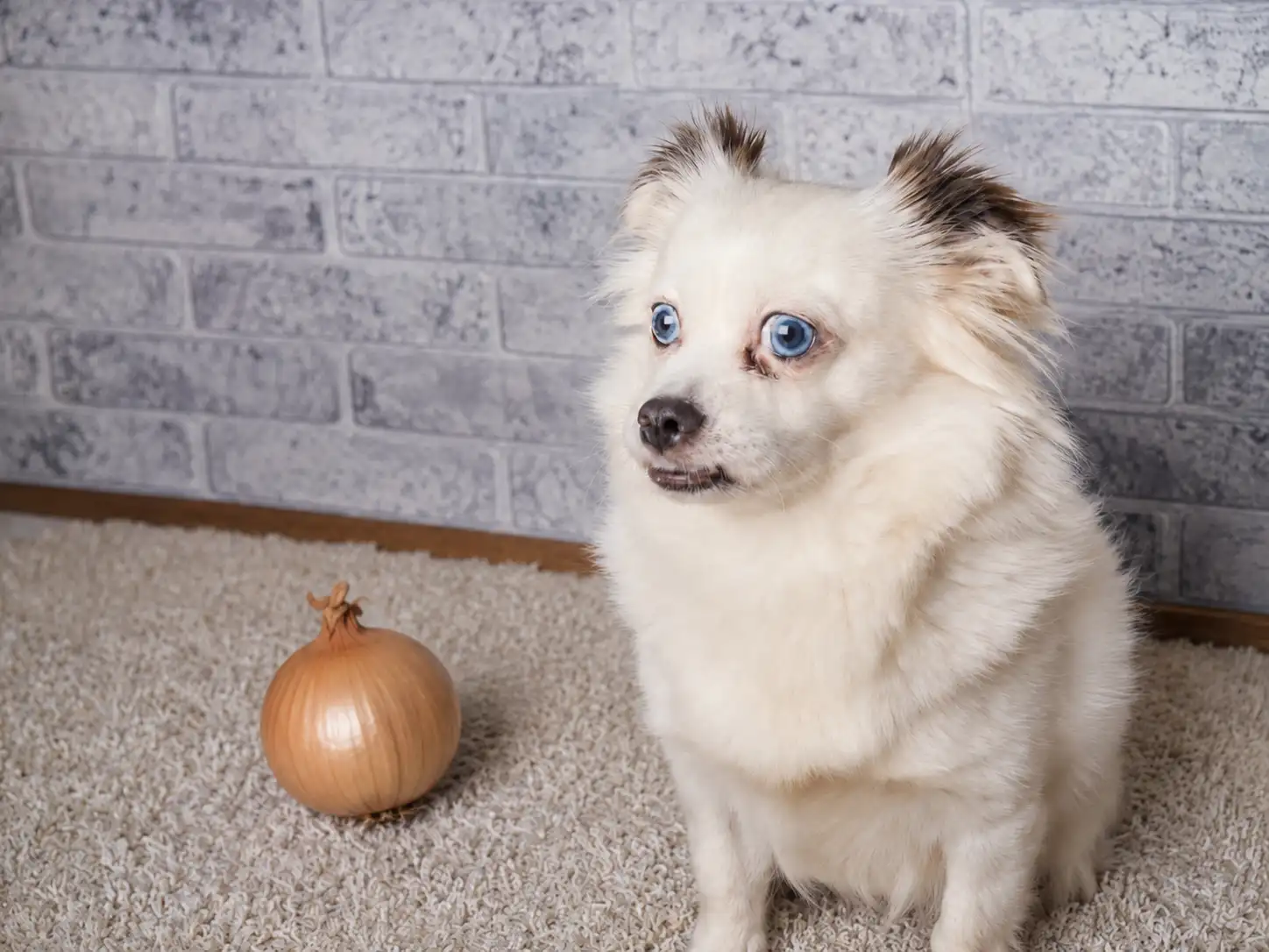 What to Do If Your Dog Ate a Small Piece of Onion?