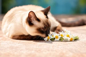 How to Treat Allergies in Cats?