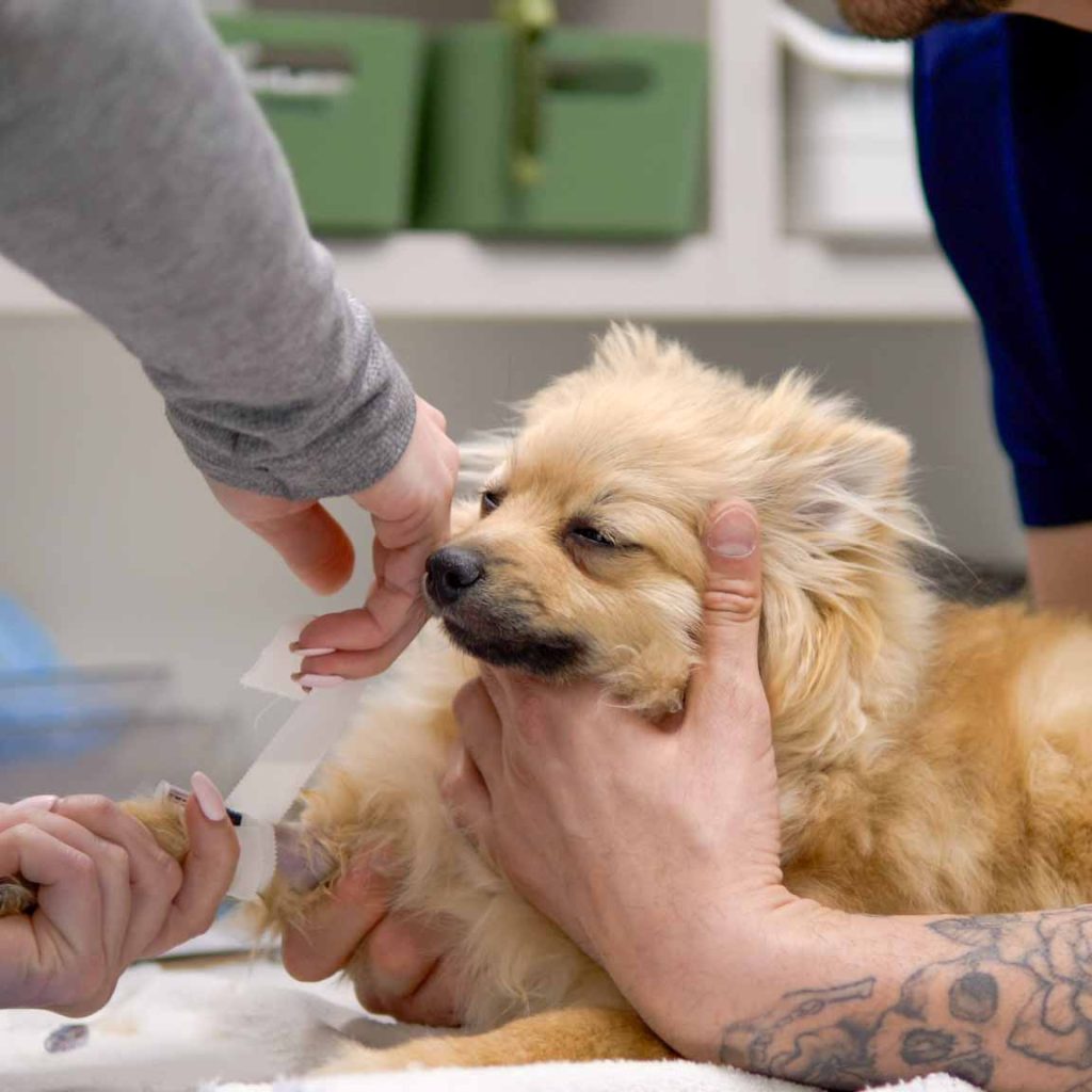 Urgent Emergency Pet Care at Thrive Vet Care Airdrie Veterinarian