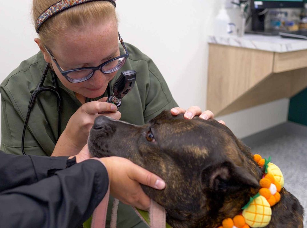Thrive Vet Care, Airdrie Veterinarian 17