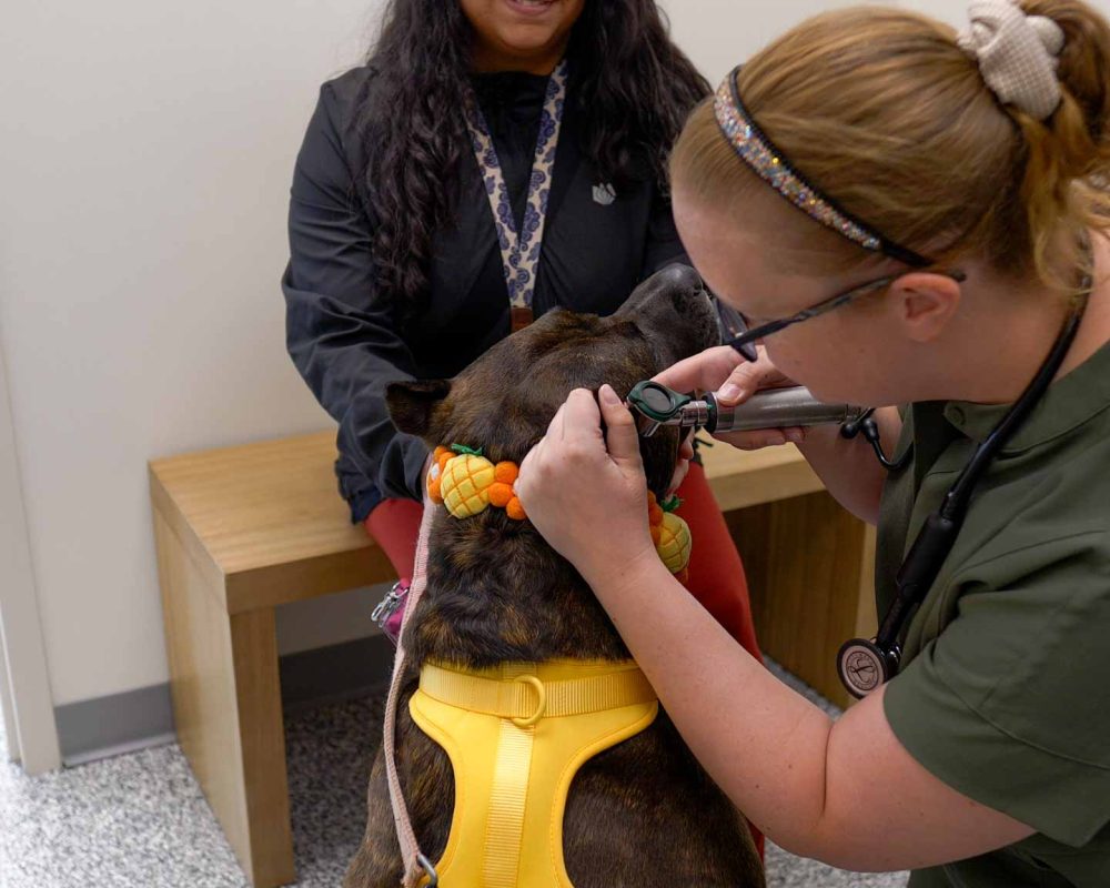 Thrive Vet Care, Airdrie Veterinarian 18