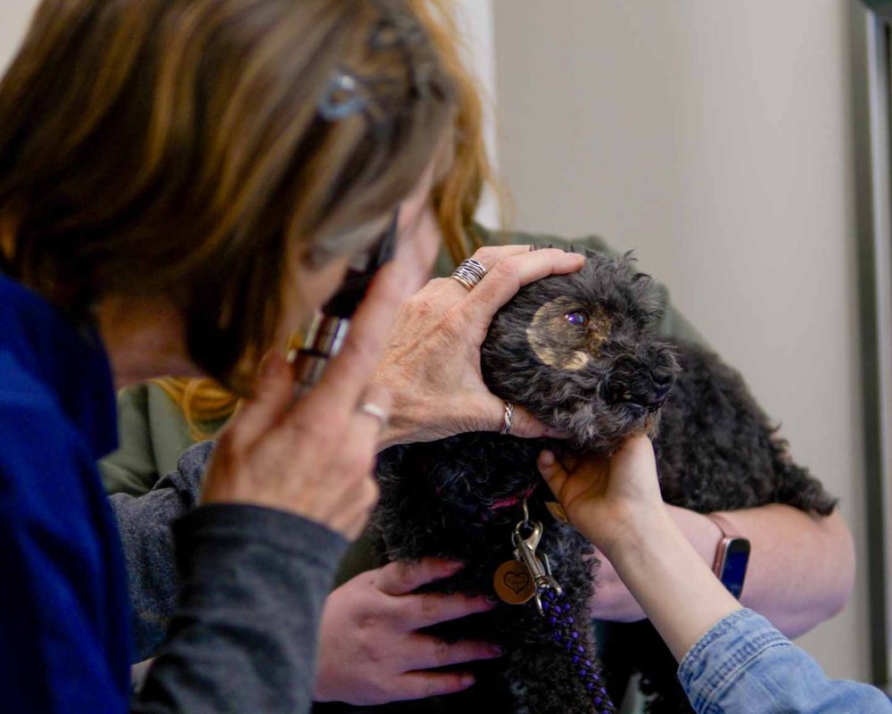 Thrive Vet Care, Airdrie Veterinarian 5