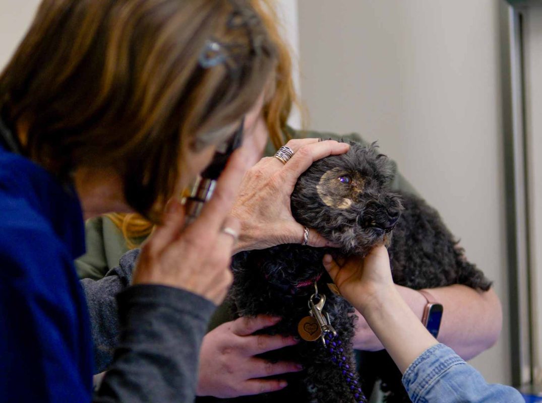 Thrive Vet Care, Airdrie Veterinarian 5
